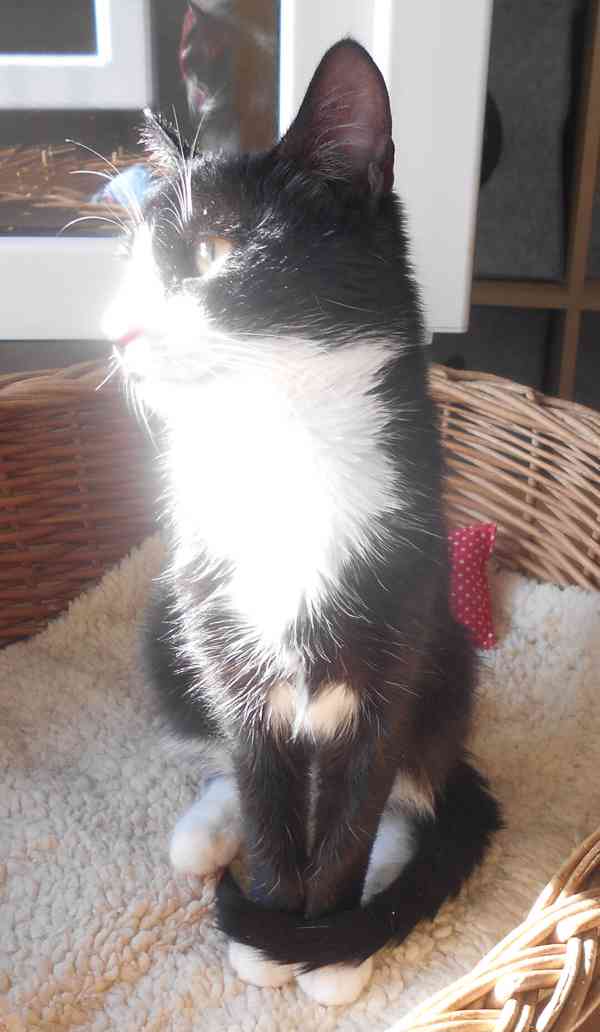 Mazlivý, klidnější 5,5měsíční černobílý kocourek Body - foto 6