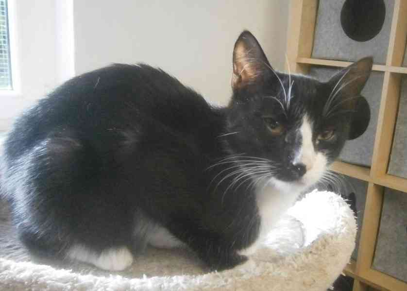 Mazlivý, klidnější 5,5měsíční černobílý kocourek Body - foto 8