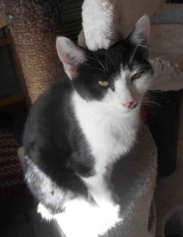 Mazlivý, klidnější 5,5měsíční černobílý kocourek Body - foto 7