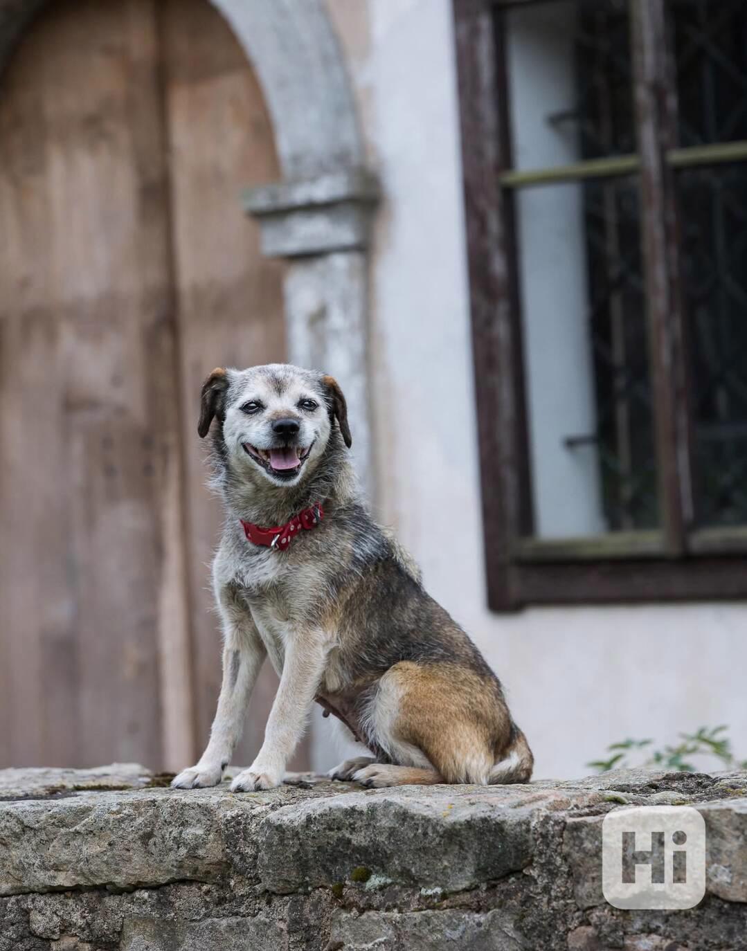 TERINKA - 7 kg, kastrovaná fenečka 8 let  - foto 1