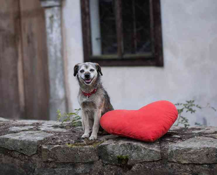 TERINKA - 7 kg, kastrovaná fenečka 8 let  - foto 3