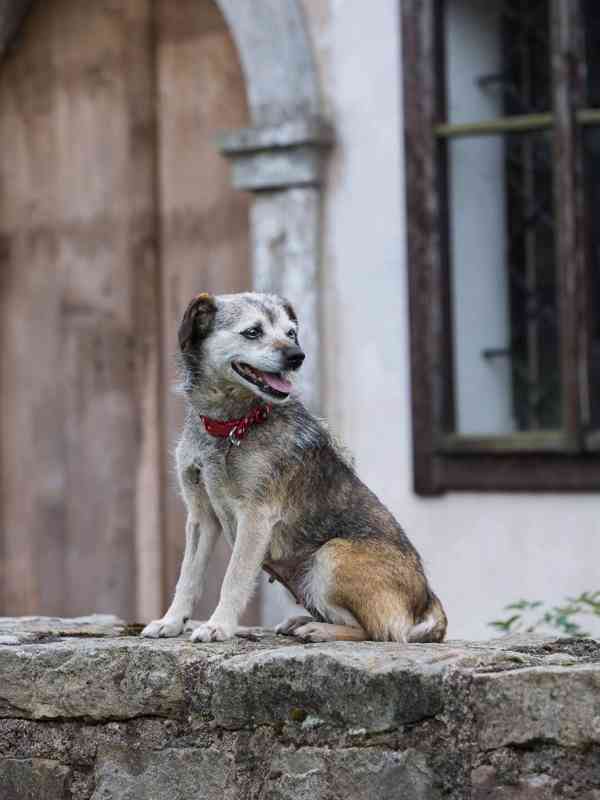 TERINKA - 7 kg, kastrovaná fenečka 8 let  - foto 2