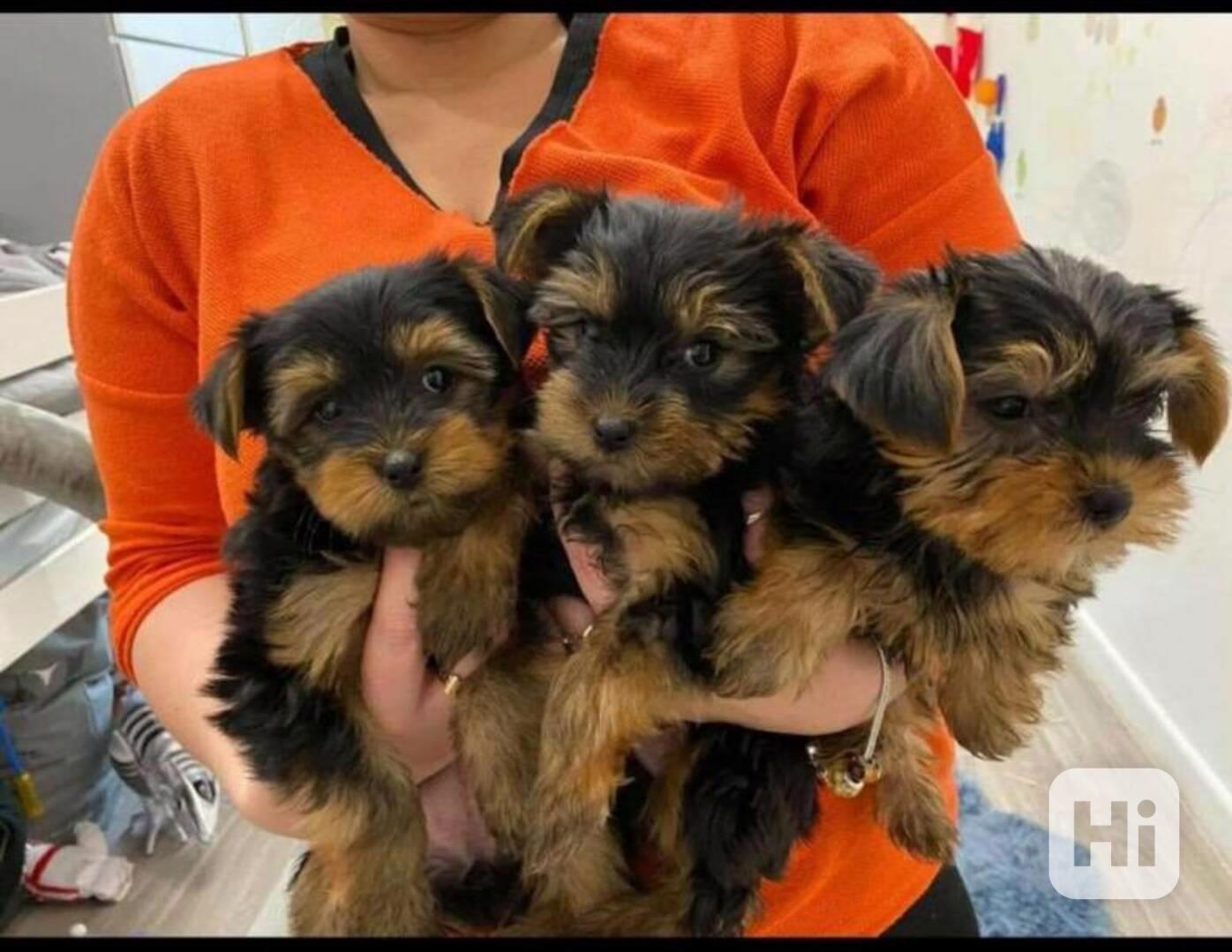 Yorkshire Terrier Štěňata Na Prodej - foto 1