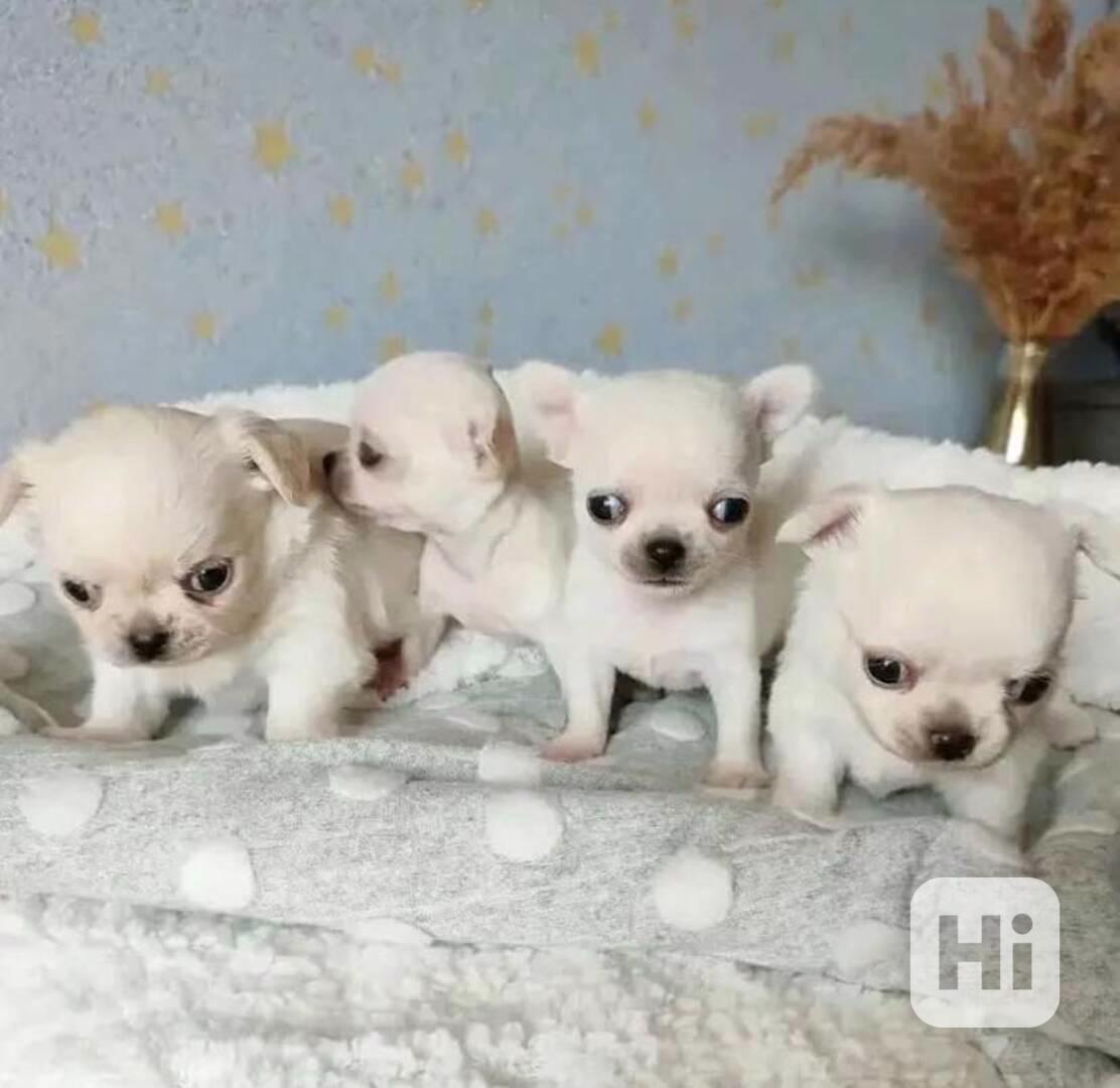 Čivava štěňátka  kraj - foto 1