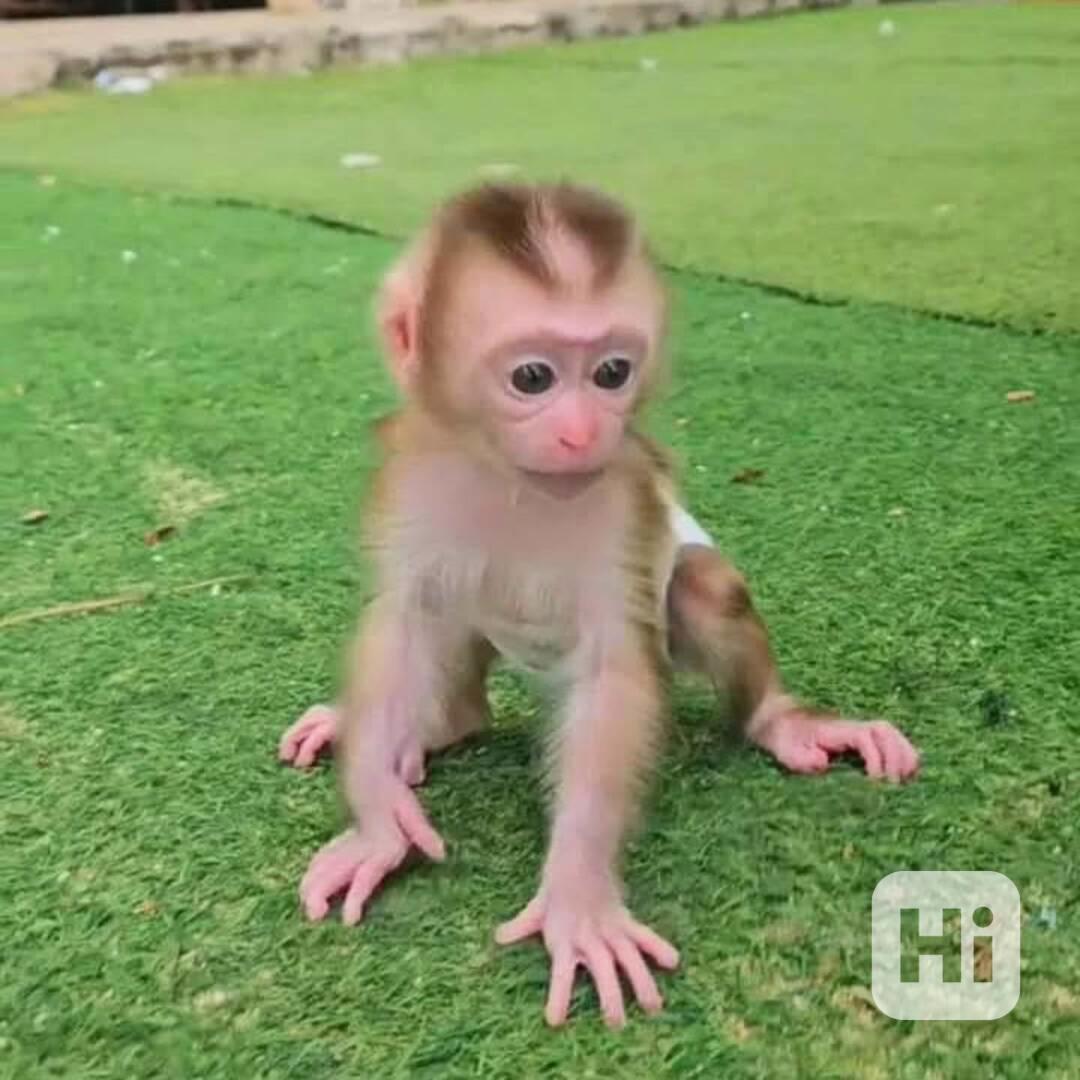 🐒 Krásné kapucínské opice k adopci – vycvičené, milující a  - foto 1
