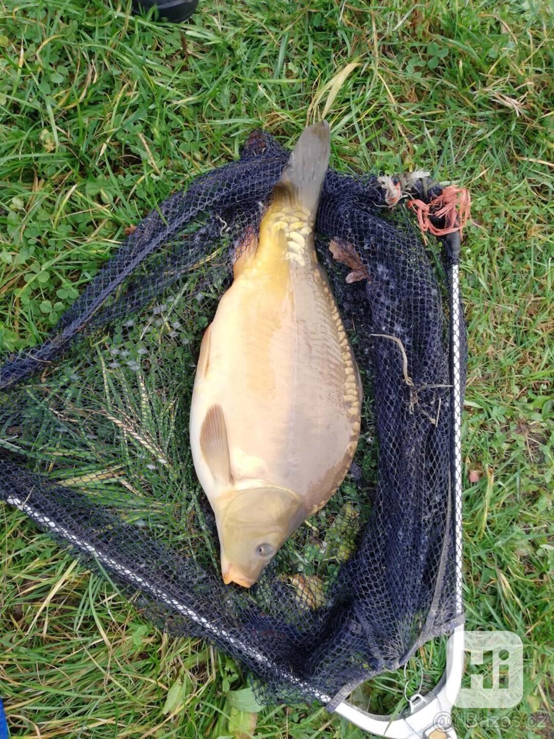 Násada kapra - foto 1