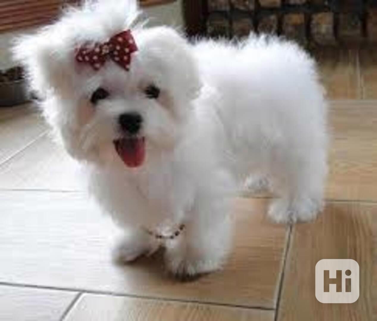 Štěňata maltézského psíka k adopci - foto 1