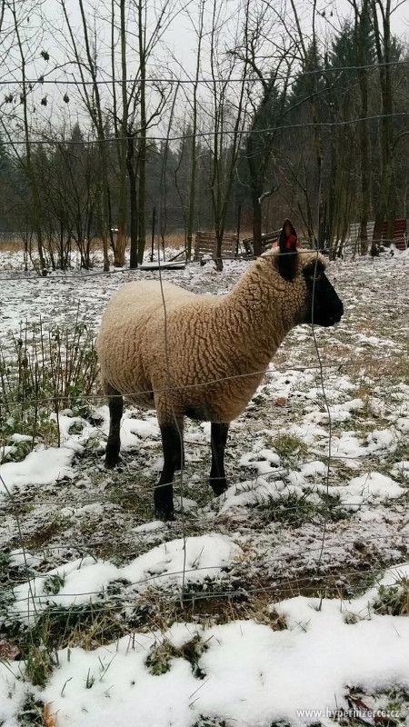 Jehnata Clun Forest jehne beran beranek ovce - foto 2