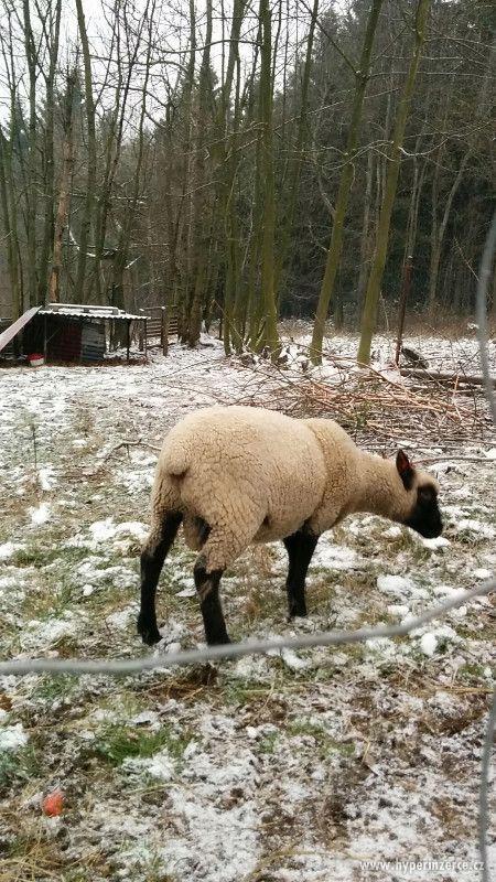Jehnata Clun Forest jehne beran beranek ovce - foto 3