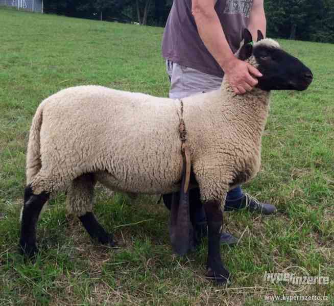 Jehnata Clun Forest jehne beran beranek ovce - foto 4