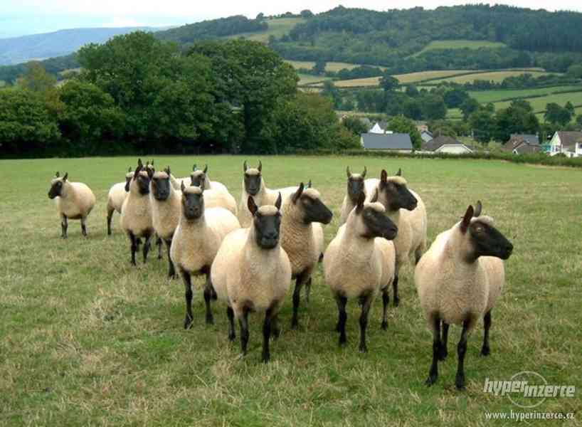 Jehnata Clun Forest jehne beran beranek ovce - foto 5