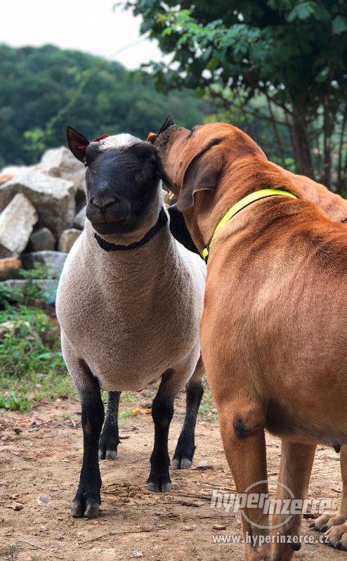 Jehnata Clun Forest jehne beran beranek ovce - foto 6