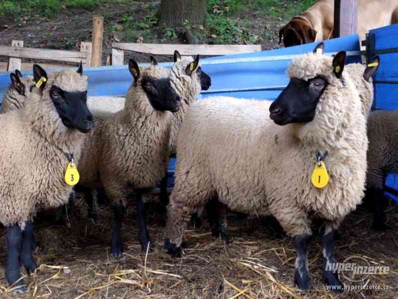 Jehnata Clun Forest jehne beran beranek ovce - foto 7