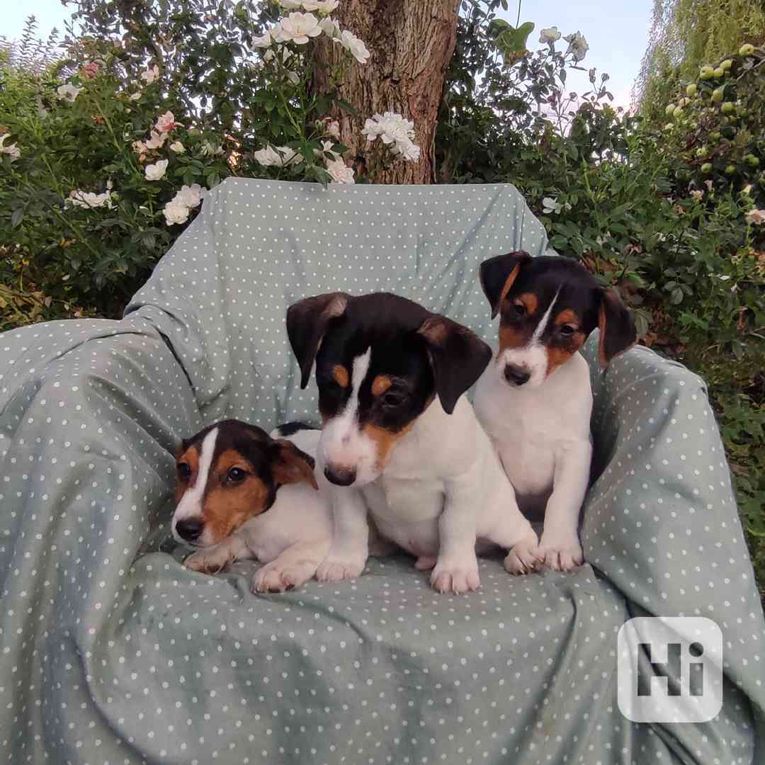 Jack Russell terrier  - foto 1