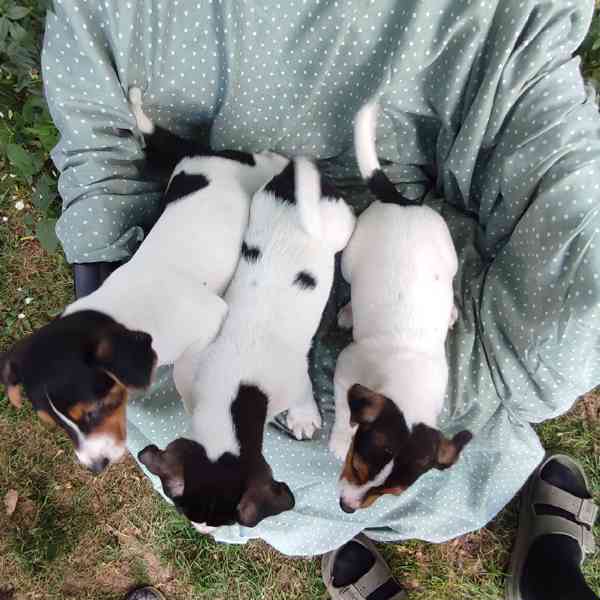 Jack Russell terrier  - foto 2