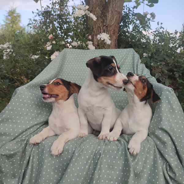 Jack Russell terrier  - foto 8