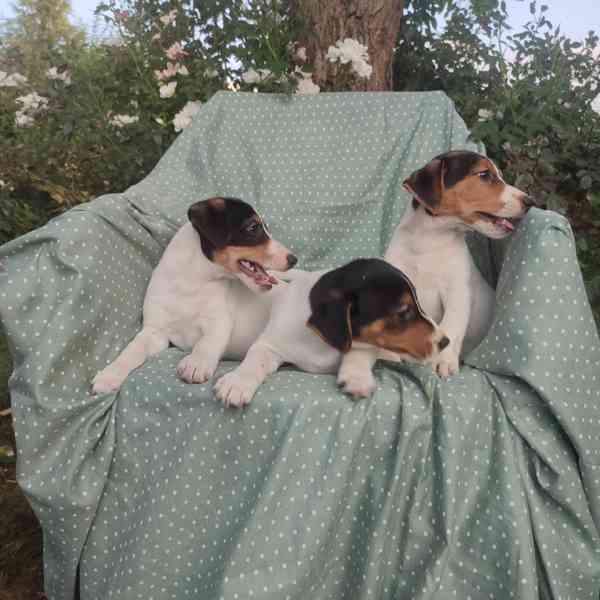 Jack Russell terrier  - foto 6