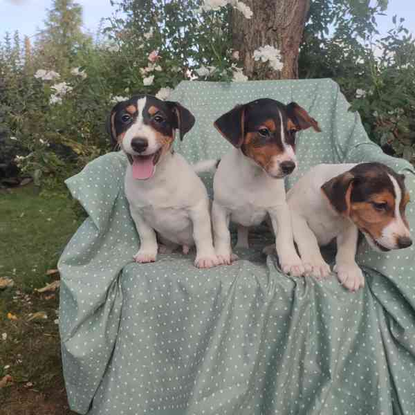 Jack Russell terrier  - foto 5