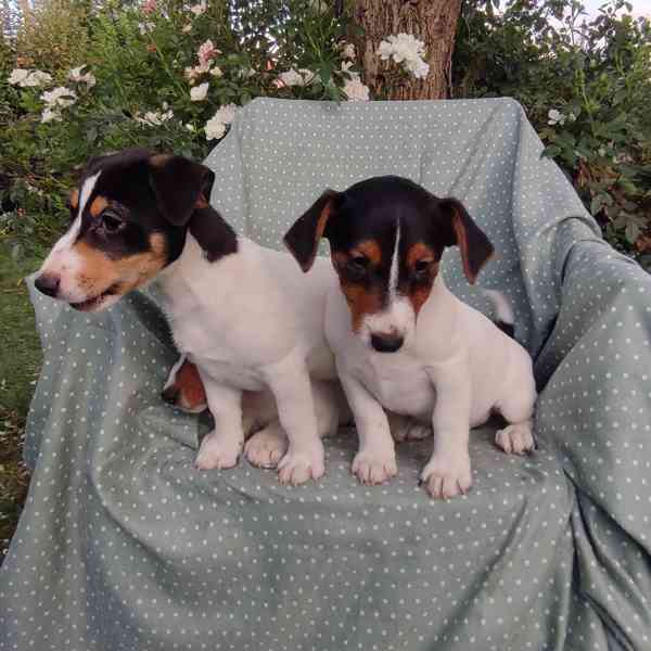 Jack Russell terrier  - foto 4