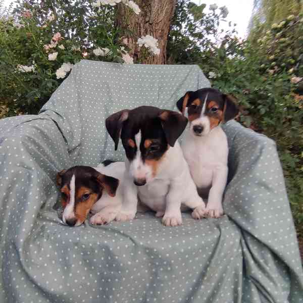 Jack Russell terrier  - foto 3