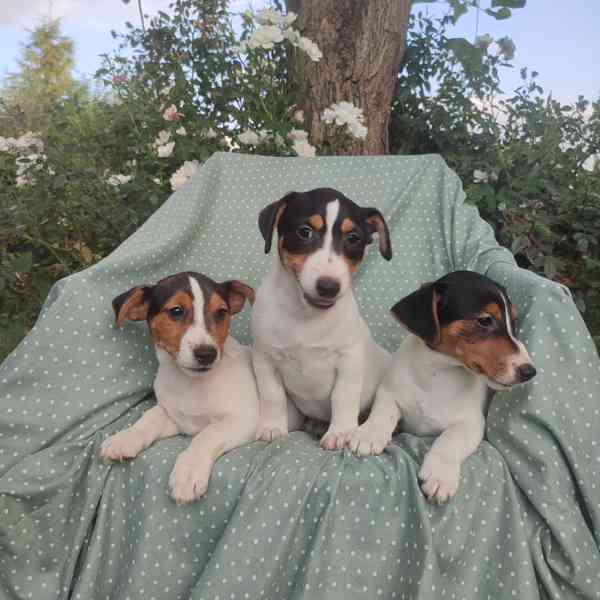 Jack Russell terrier  - foto 7