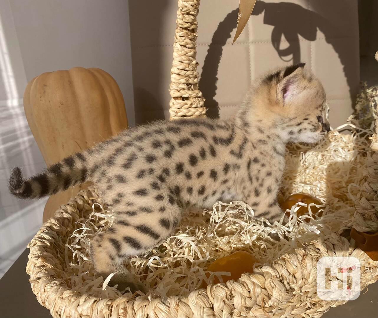 Koťata Savannah f4, f5, f6 k dispozici - foto 1