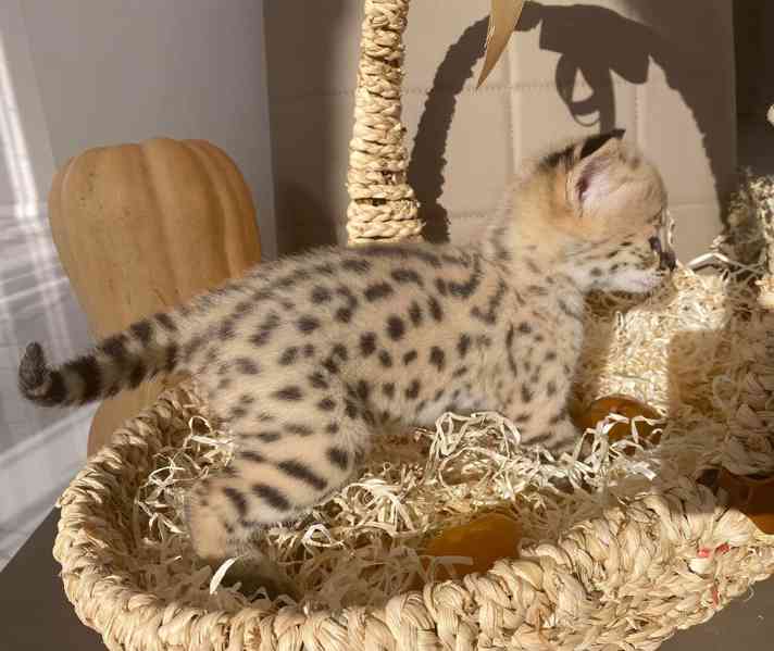 Koťata Savannah f4, f5, f6 k dispozici