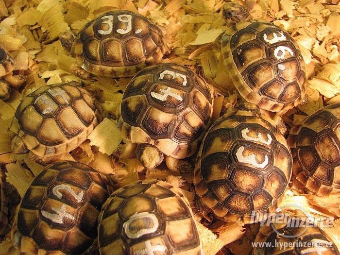 Suchozemská želva - super dárek nejen pro děti - foto 1