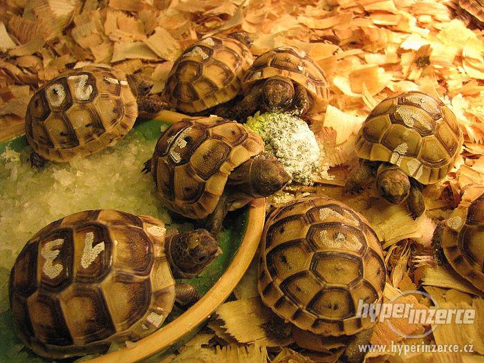 Suchozemská želva - super dárek nejen pro děti - foto 2