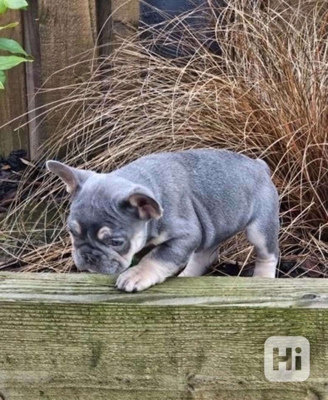 Roztomilá štěňata francouzského buldočka jsou ihned k dispoz - foto 1