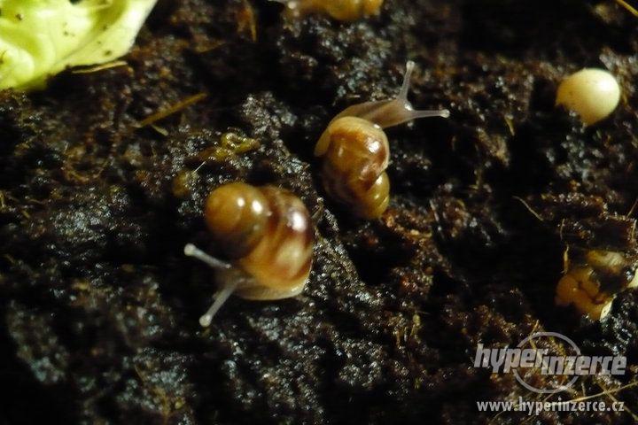 Prodám malé šneky africké - Achatina reticulata. - foto 1
