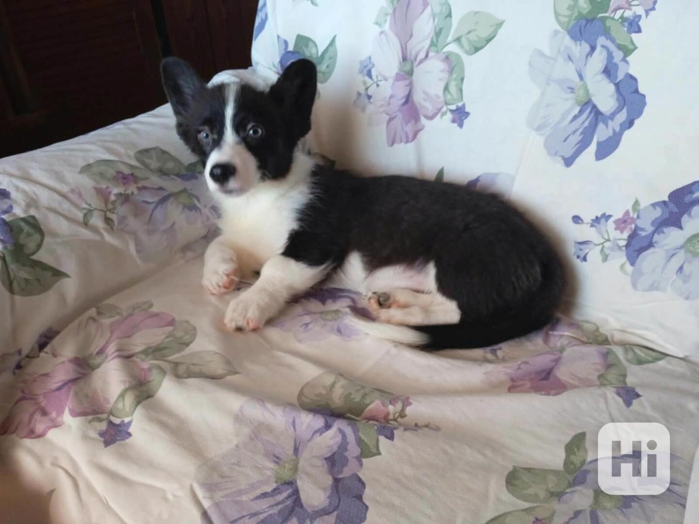 Welsh Corgi - foto 1