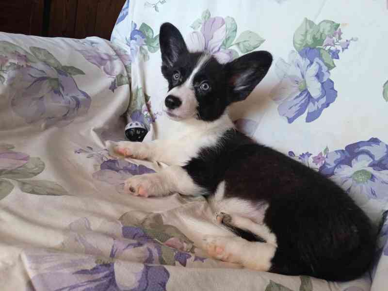 Welsh Corgi - foto 2