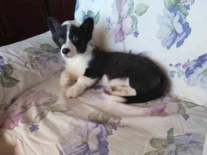 Welsh Corgi - foto 1