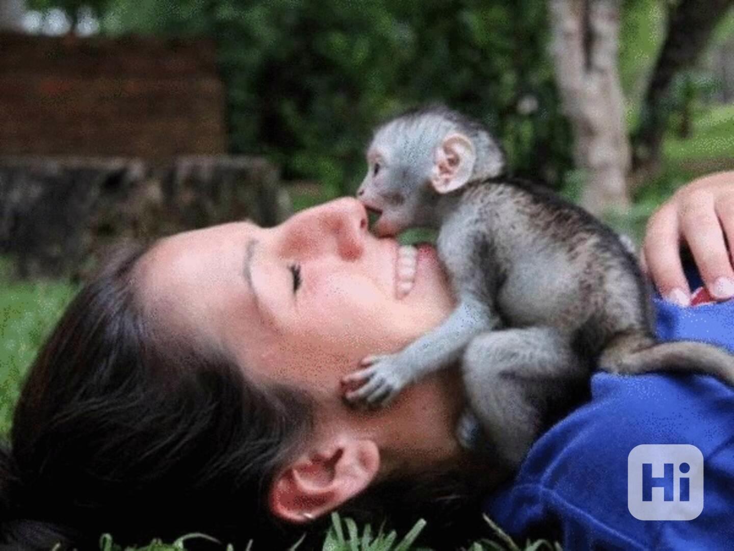 Roztomilé čistotné kapucínské opice - foto 1
