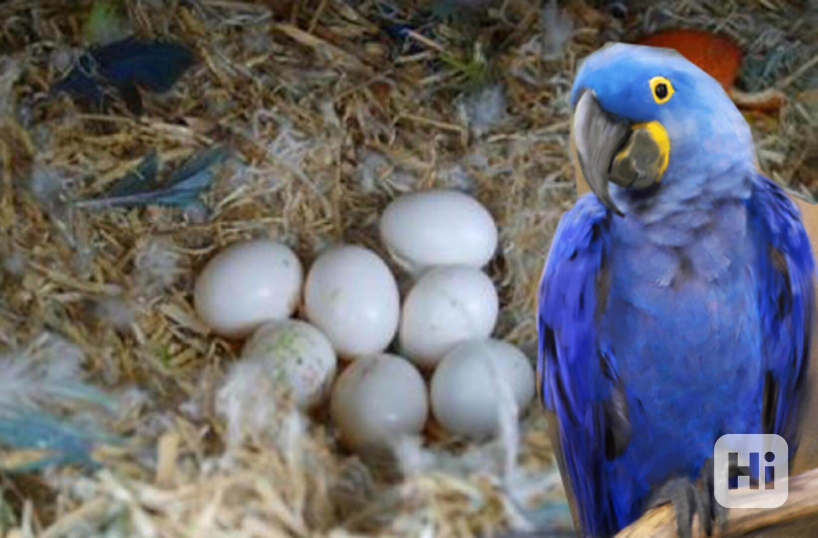 🦜🌱 Papoušci a oploděná papouščí vejce na prodej 🌱🦜 Ručně - foto 1