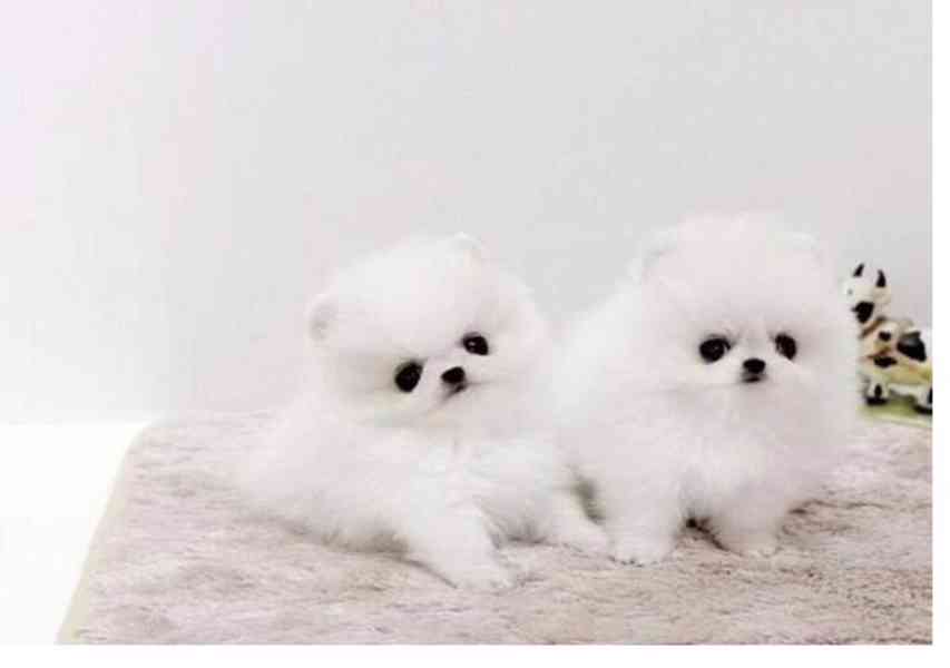 Krásná štěňata pomeranského - foto 1