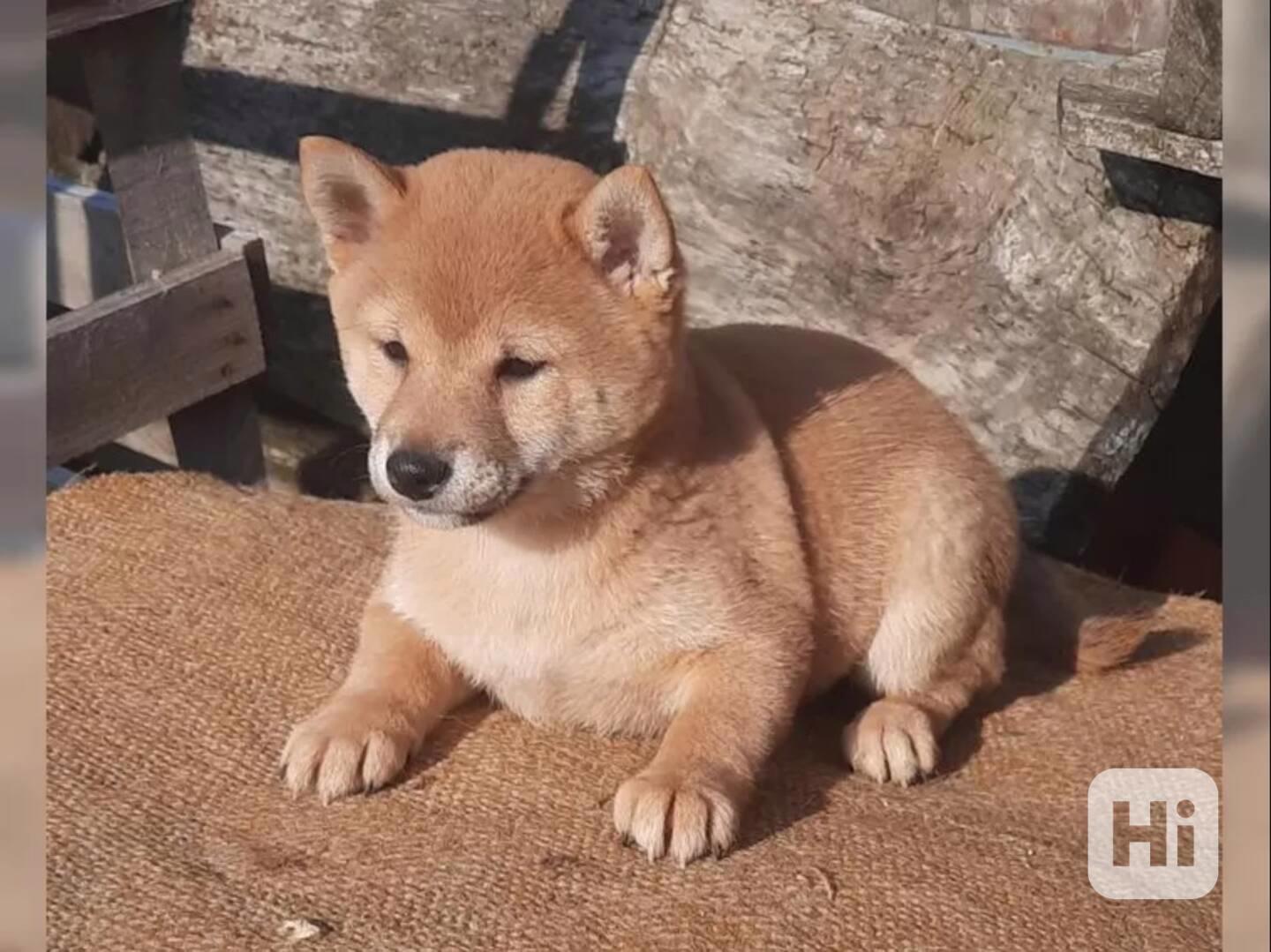 Shiba inu fenka - foto 1