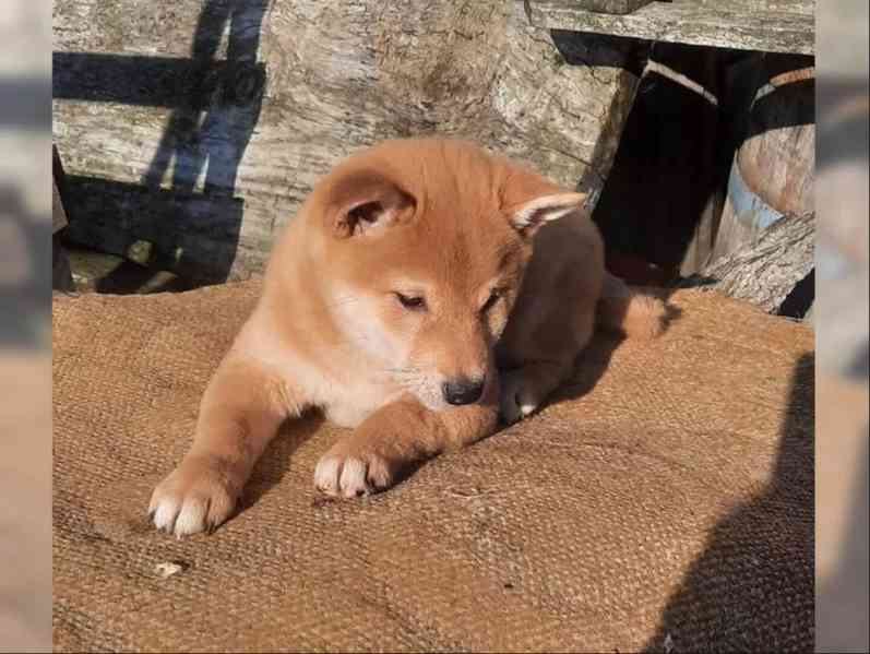Shiba inu fenka - foto 3