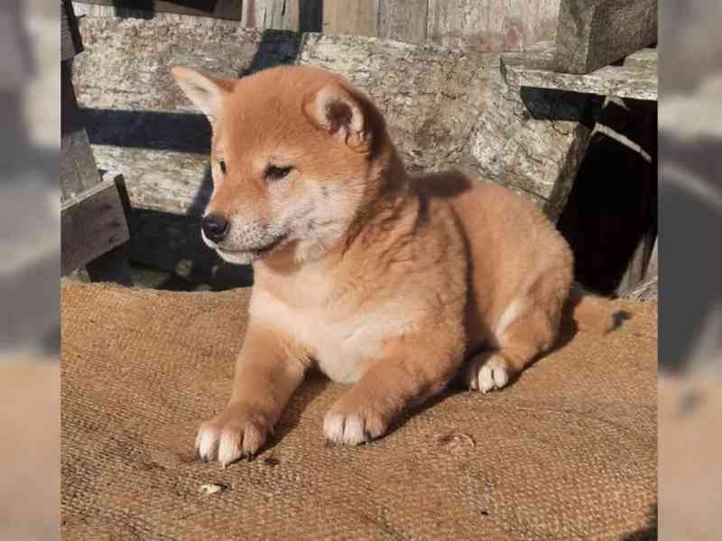 Shiba inu fenka - foto 5