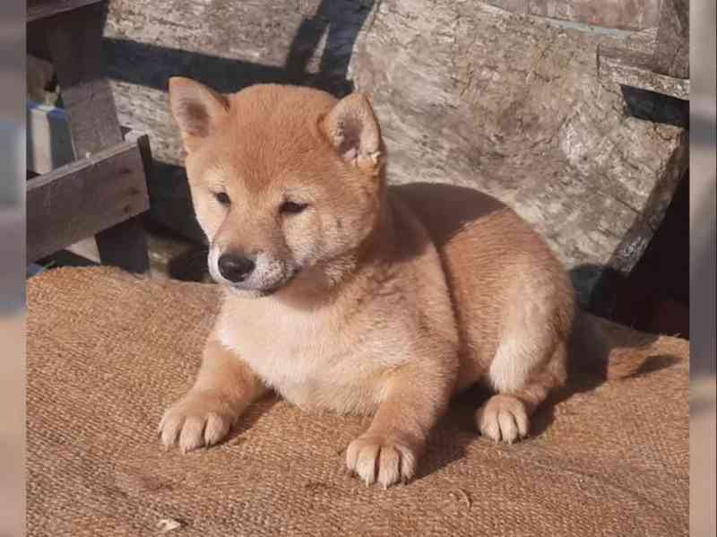 Shiba inu fenka - foto 1