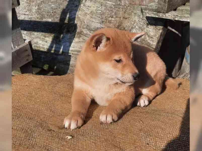 Shiba inu fenka - foto 4