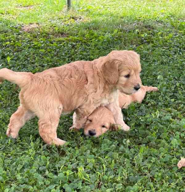 štěňata zlatého retrívra k adopci - foto 1