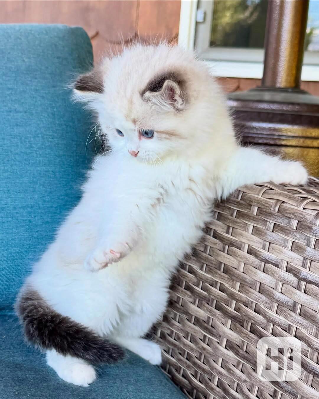 Nádherná koťátka plemene Ragdoll hledají trvalé rodiny - foto 1