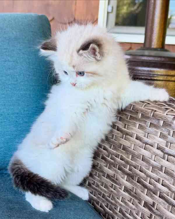 Nádherná koťátka plemene Ragdoll hledají trvalé rodiny - foto 1