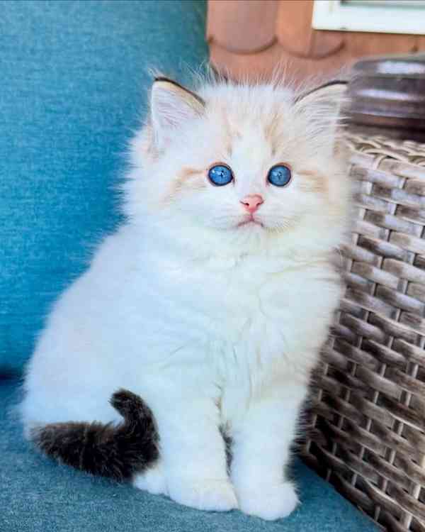 Nádherná koťátka plemene Ragdoll hledají trvalé rodiny - foto 2