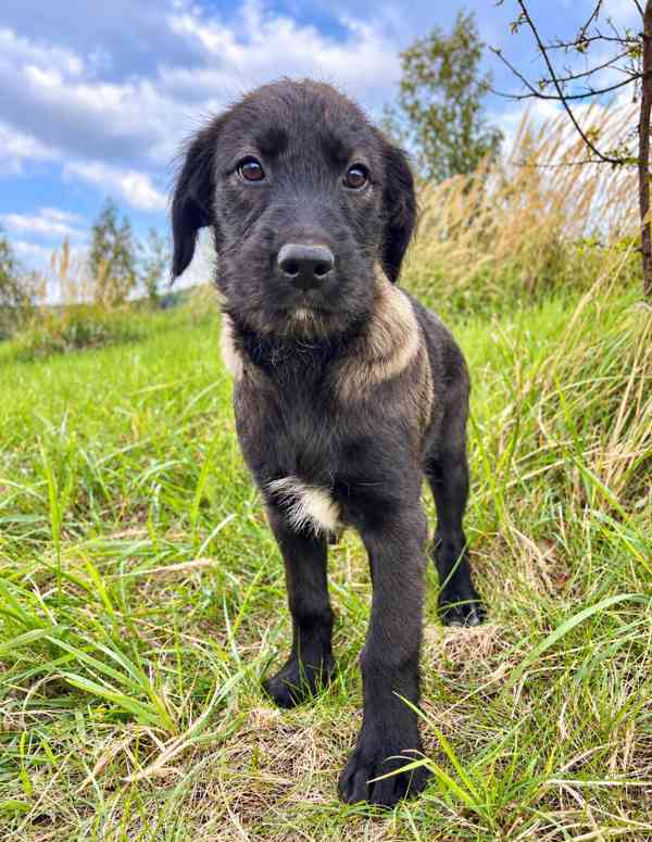 GWEN - štěně, fenečka 3 měsíce  - foto 2