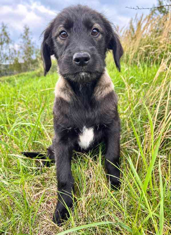 GWEN - štěně, fenečka 3 měsíce  - foto 1