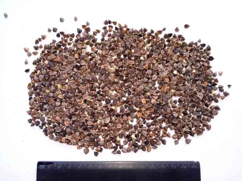 Buckwheat in shell (Neloupaná pohanka) - foto 2