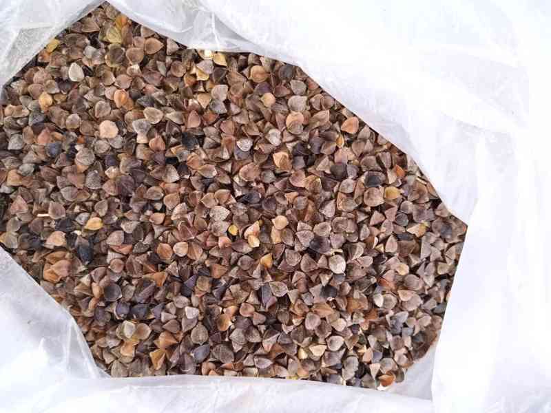 Buckwheat in shell (Neloupaná pohanka) - foto 1